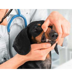 Удаление коренного зуба у собак (одного зуба) цена