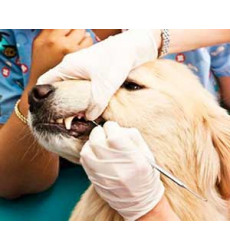 Удаление молочного клыка у собак (одного зуба) цена