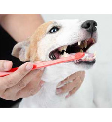 Собака зубной камень (Механическое удаление зубного камня) цена