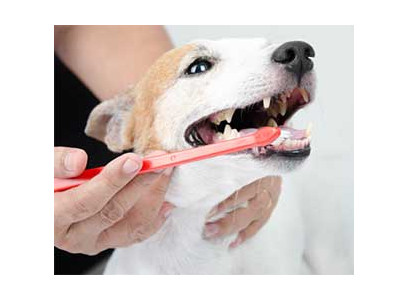 voce-sabia-que-existe-escova-de-dente-para-cachorro