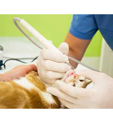 Кошка зубной камень (Механическое удаление зубного камня) цена