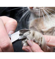 Стрижка когтей у кошек цена