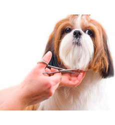 Гигиеническая стрижка собак цена