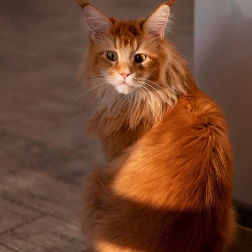 Самые ласковые породы кошек