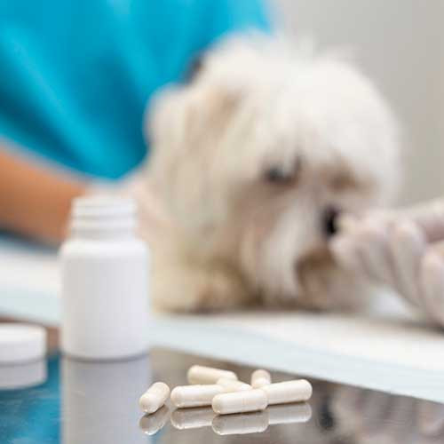 Как правильно дать таблетку собаке