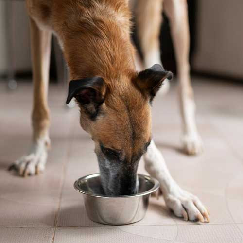 Почему собаке необходима вода
