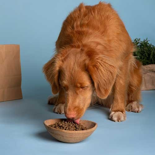 Как повысить аппетит у собаки