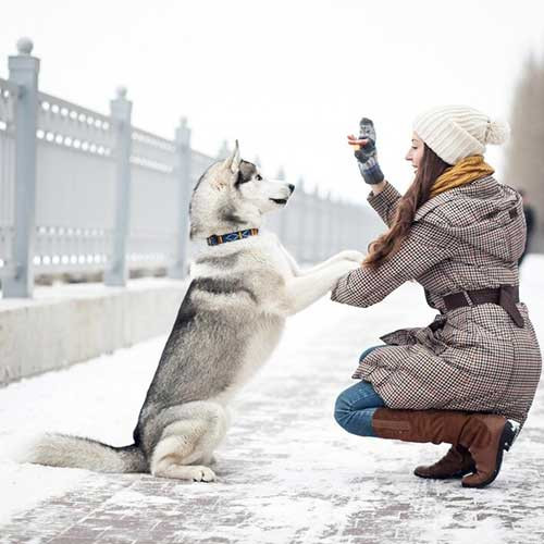 Как гулять с собакой зимой