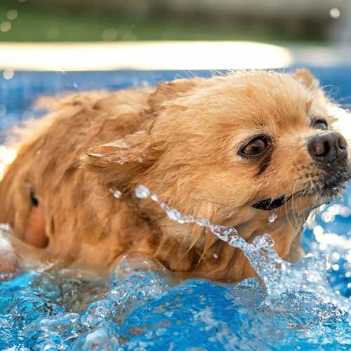 Как правильно плавать с собакой