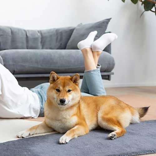 Как выбрать носки для собаки