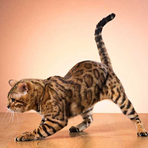 Исследование кошачьих пород