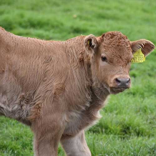 Кокцидиоз у телят