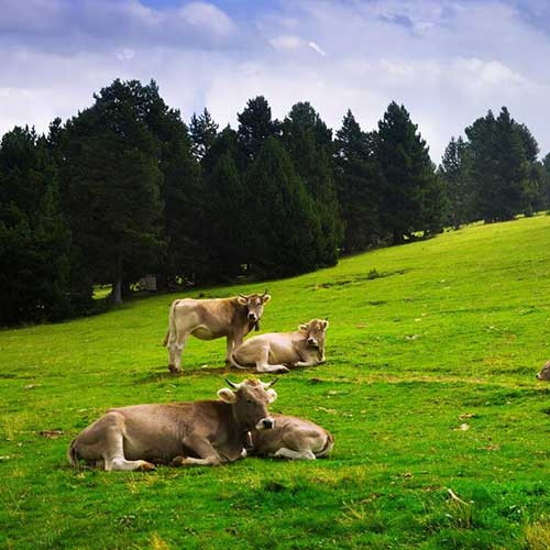 Бронхит у телят