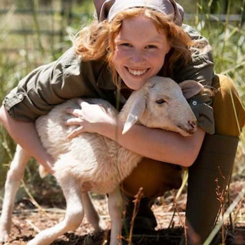 Глисты у овец