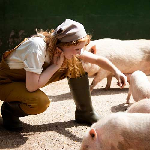 Глисты у свиней