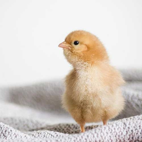 Витамины для цыплят