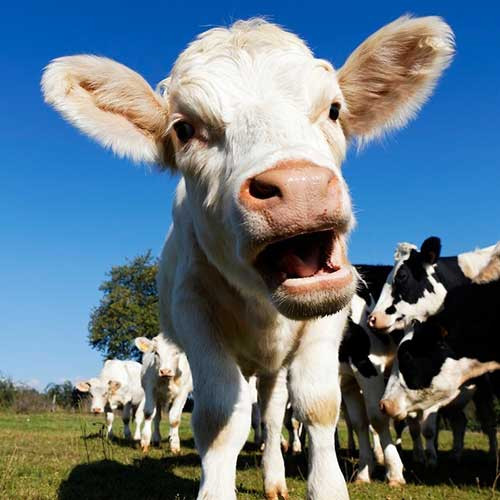 Запор у телят