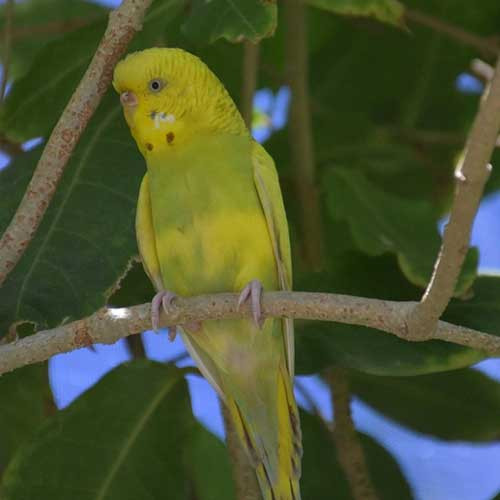 Что нужно волнистому попугаю