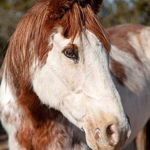 Уход за гривой и хвостом лошади