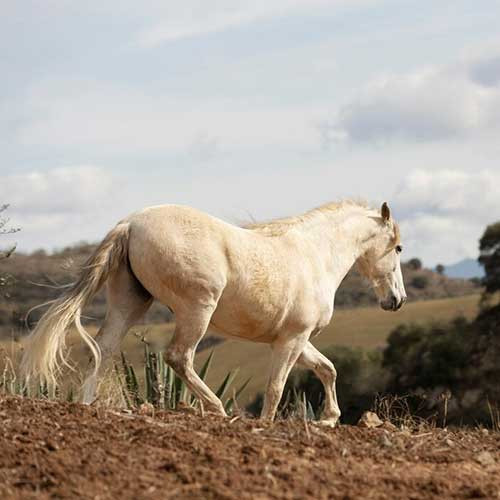 Заболевания суставов у лошадей
