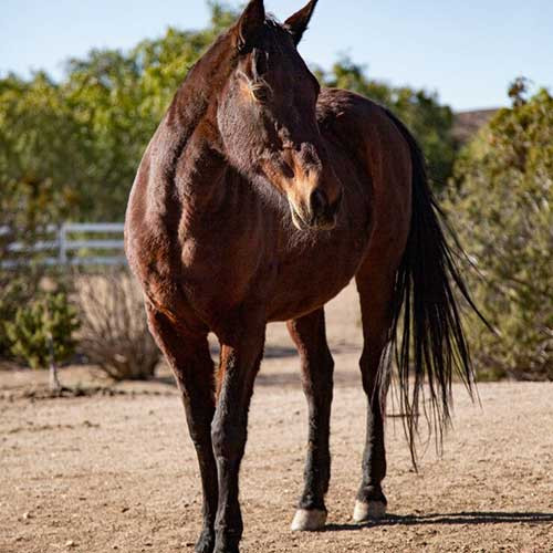 Лошадь начала хромать
