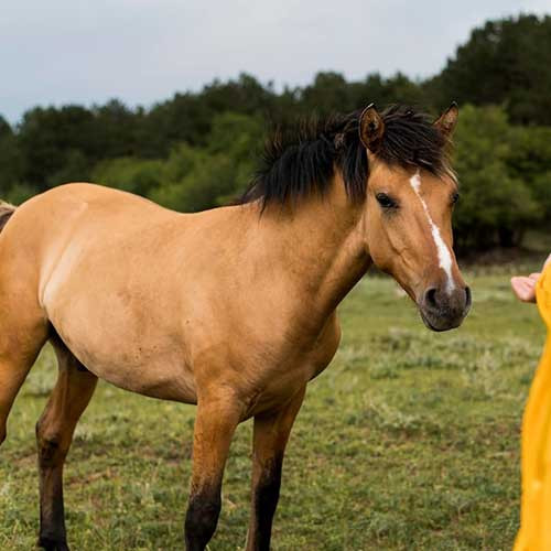 Заболевания жеребят