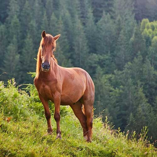 Уход за ногами лошади