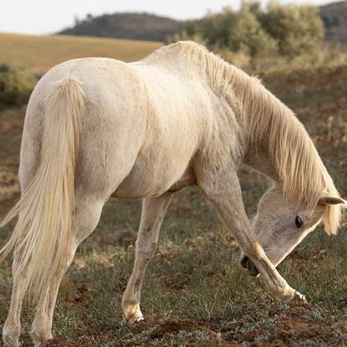 Паразиты у лошадей