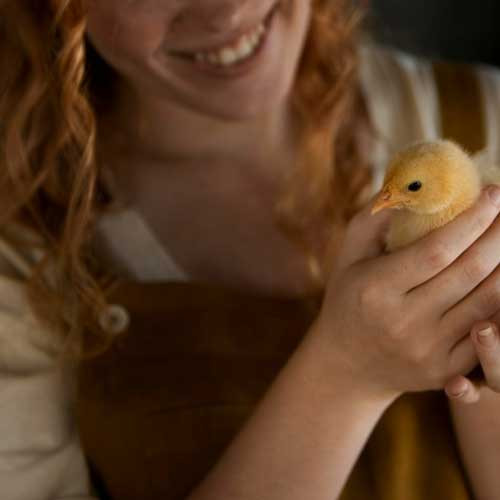 Дезинфекция инкубатора