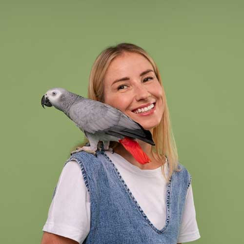 Размножение попугаев