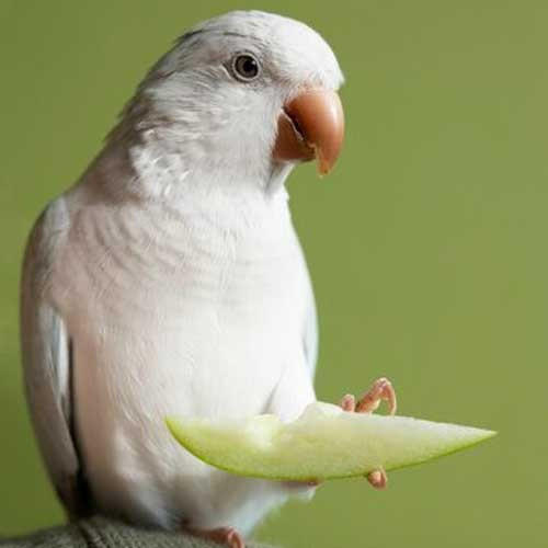 Опасные места для попугаев