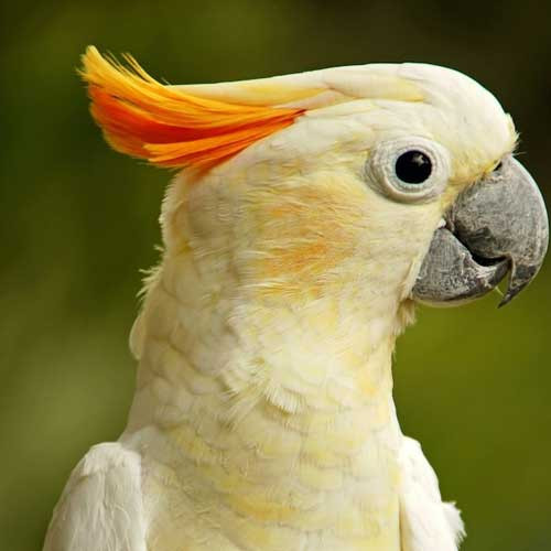 Выращивание птенцов попугая