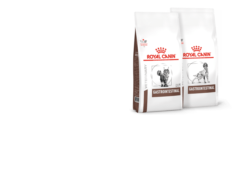 Две упаковки корма Royal Canin Gastrointestinal.
