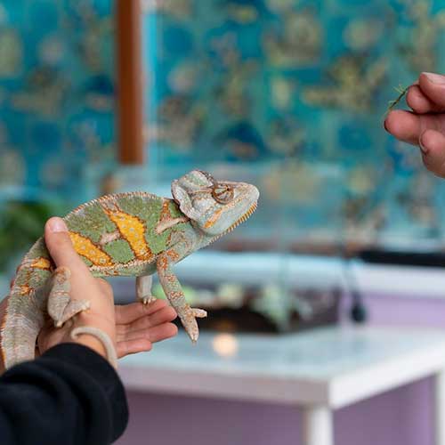 uxod-za-reptiliyami-zimoj