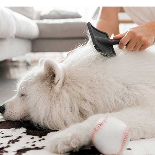 uxod-za-sherstyu-sobaki-vo-vremya-linki