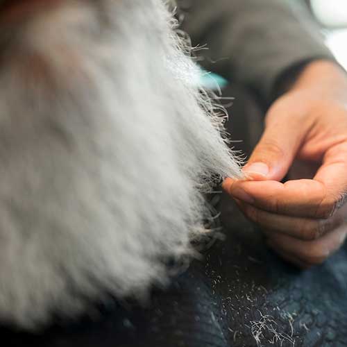 uxod-za-sherstyu-sobaki-vo-vremya-linki