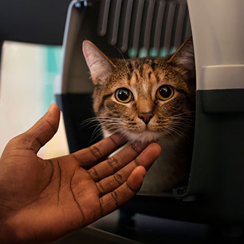 Интернет-магазин зоотоваров - Зоорегион -Как перевозить кошку в самолете