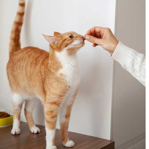 kak-vyibrat-korm-dlya-koshek-s-chuvstvitelnyim-pishhevareniem