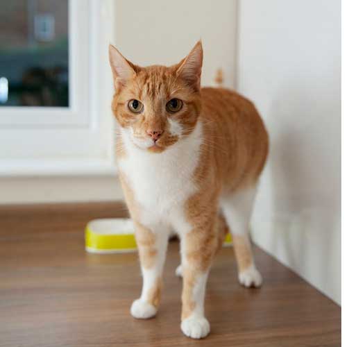 kak-vyibrat-korm-dlya-koshek-s-chuvstvitelnyim-pishhevareniem