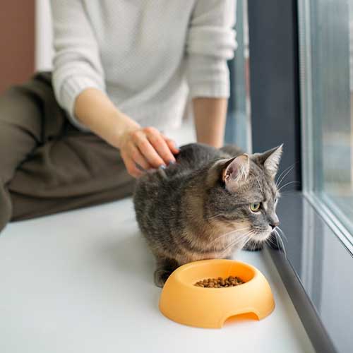 kak-vyibrat-pravilnoe-pitanie-dlya-vashej-koshki-suxoj-korm,-konservyi-ili-naturalnaya-pishha