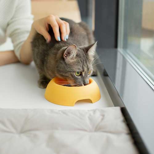 kak-vyibrat-pravilnoe-pitanie-dlya-vashej-koshki-suxoj-korm,-konservyi-ili-naturalnaya-pishha