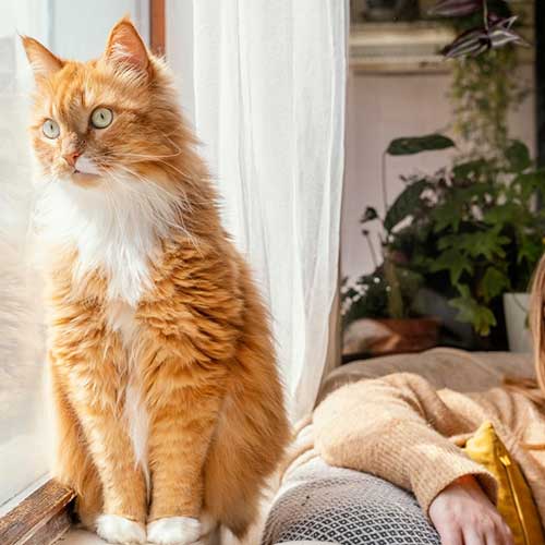 kak-sozdat-druzhestvennoe-prostranstvo-dlya-koshek-v-kvartire