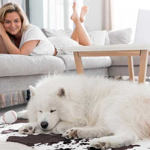 kak-priuchit-sobaku-ostavatsya-odnoj