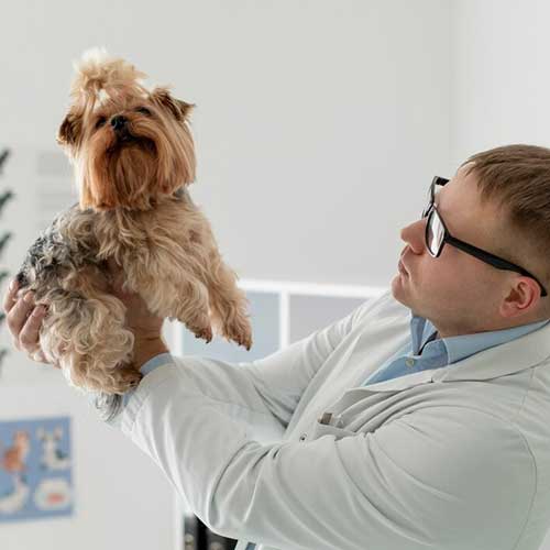 chipirovanie-domashnix-zhivotnyix