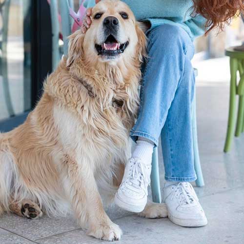 pochemu-sobaku-toshnit