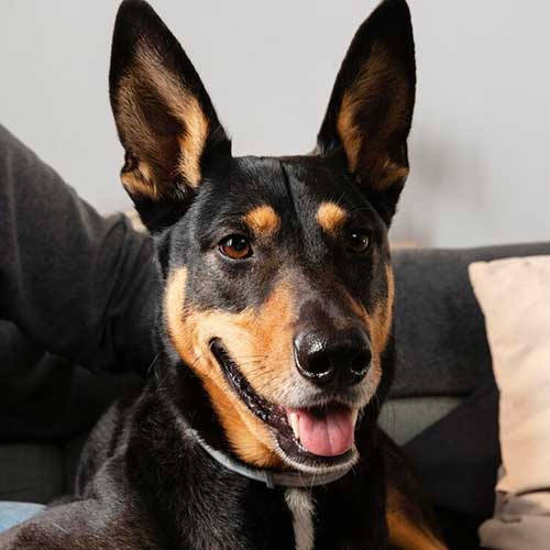 prichinyi-shishek-u-sobak