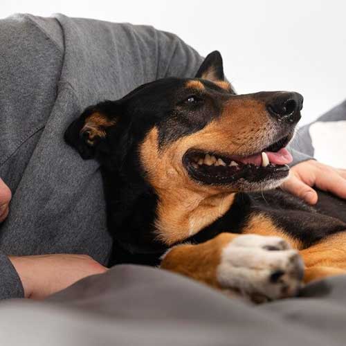 prichinyi-shishek-u-sobak