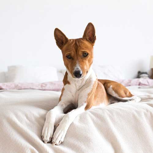 otdyix-s-pitomczem-v-otele