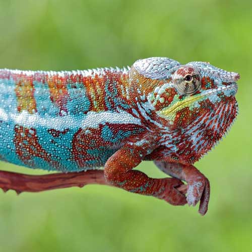 kakuyu-reptiliyu-vyibrat