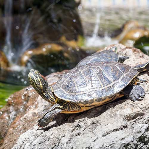 chem-kormit-cherepaxu